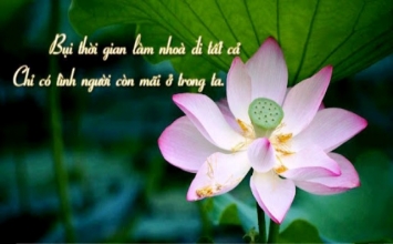 Hoa sen và bùn tanh